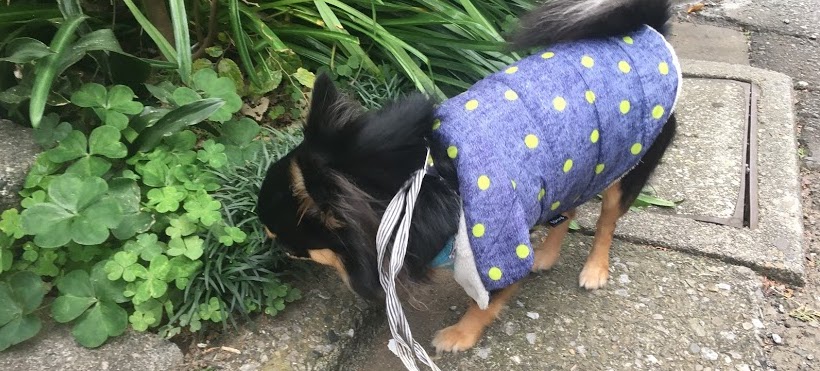 【40代主婦の糖質制限ダイエット60日目】犬を飼っているとダイエットにいい