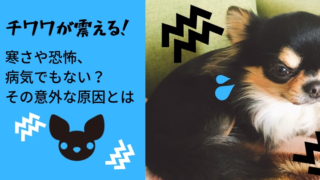 チワワが震える!寒さや恐怖、病気でもない?その意外な原因とは